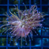 Torch, Ultra 1.5 inches