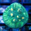 Chalice Mycedium 1.25 inches