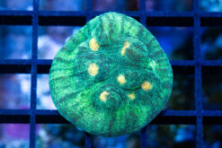 Chalice Mycedium 1.25 inches