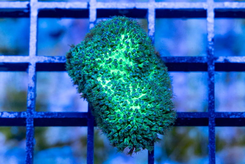 Stylocoeniella Ultra 1.75 inches