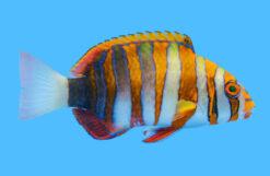 Tusk, Harlequin 5 inches