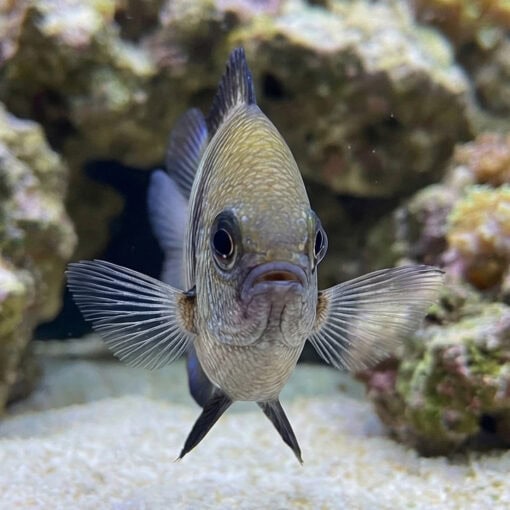 Two Stripe Damsel - Image 2
