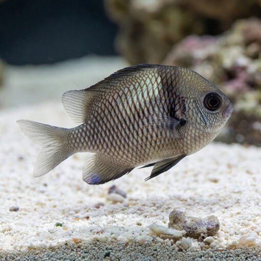 Two Stripe Damsel - Image 3