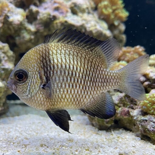 Two Stripe Damsel - Image 4