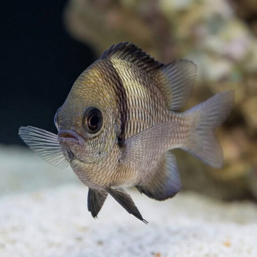 Two Stripe Damsel - Image 5