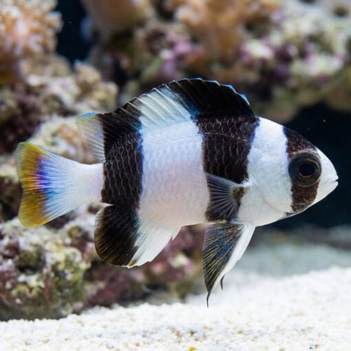 3 Band Tuxedo Damsel