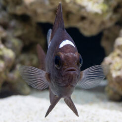 Alternative view of Domino Damsel