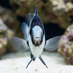 Alternative view of 3 Stripe Damsel