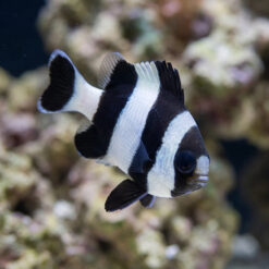4 Stripe Damsel