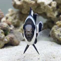 Alternative view of 4 Stripe Damsel