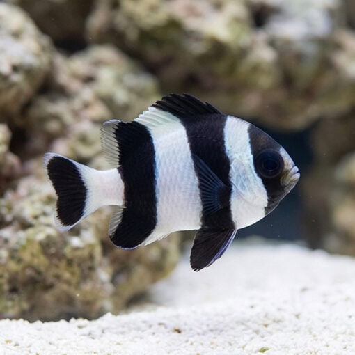4 Stripe Damsel - Image 3