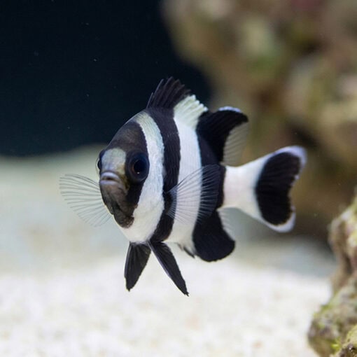 4 Stripe Damsel - Image 4