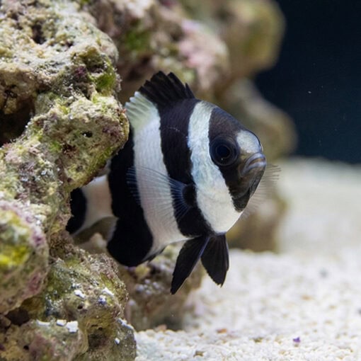 4 Stripe Damsel - Image 5