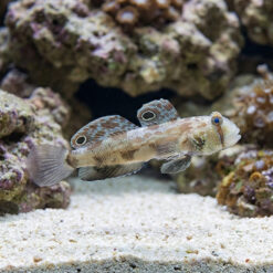 4-Wheel Drive Goby