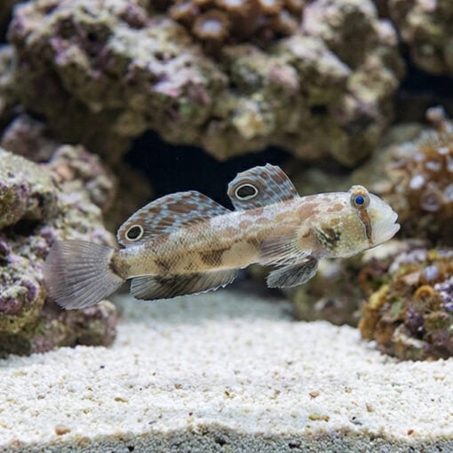 4-Wheel Drive Goby