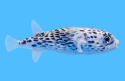 Blue Pelagic Porcupine 4 inches