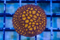 Leptastrea Ultra 1.25 inches