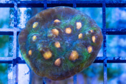 Chalice Mycedium 1.75 inches