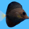 Gem 2.75 inches