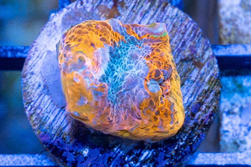 Chalice Ultra Color 0.5 inches