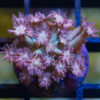 Flower Pot Ultra 1 inches