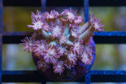 Flower Pot Ultra 1 inches