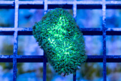 Stylocoeniella Ultra 1.75 inches