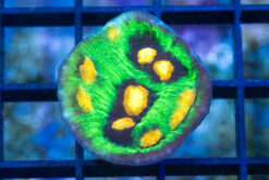 Chalice Mycedium 1.5 inches