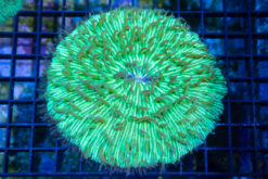 Plate Ultra Color 3.5 inches