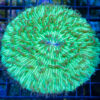 Plate Ultra Color 3.5 inches