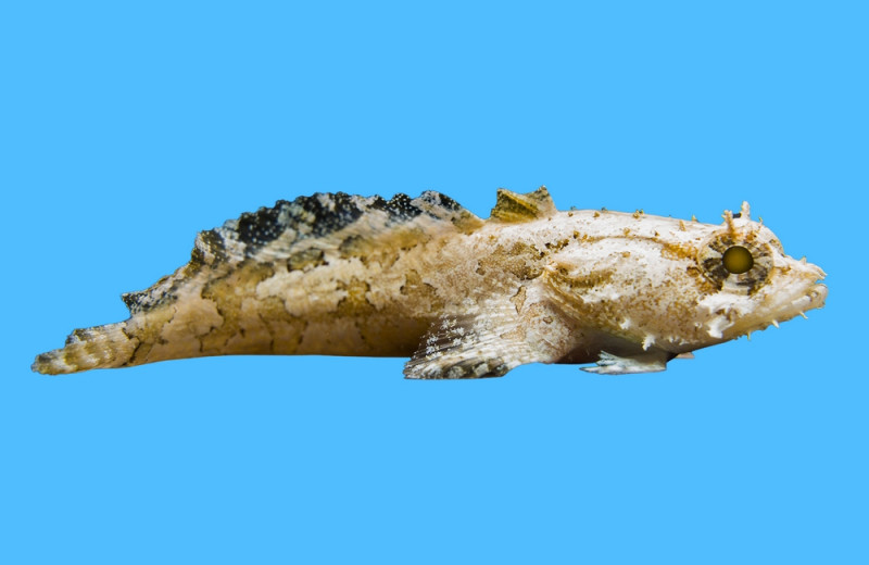Toadfish, Colored 2.75 inches
