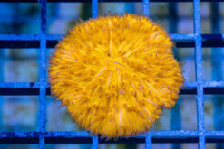 Plate Ultra Color 1.25 inches
