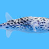 Blue Pelagic Porcupine 4 inches