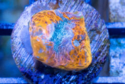 Chalice Ultra Color 0.5 inches