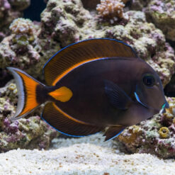 Achilles Tang
