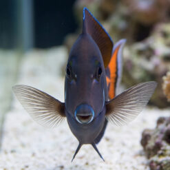 Alternative view of Achilles Tang