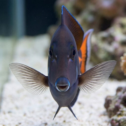 Achilles Tang - Image 2