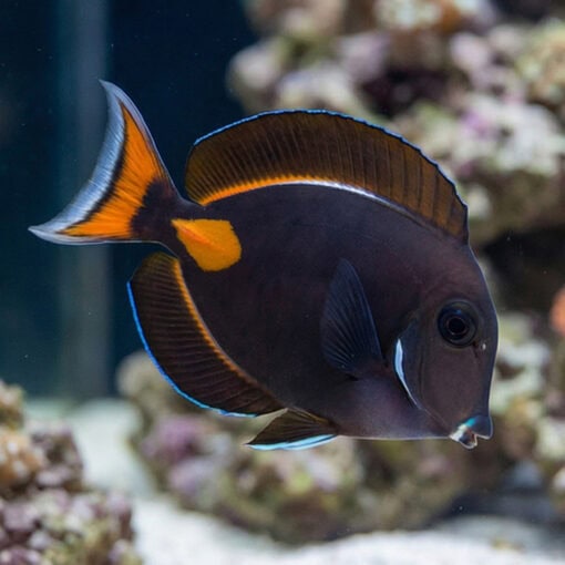 Achilles Tang - Image 4