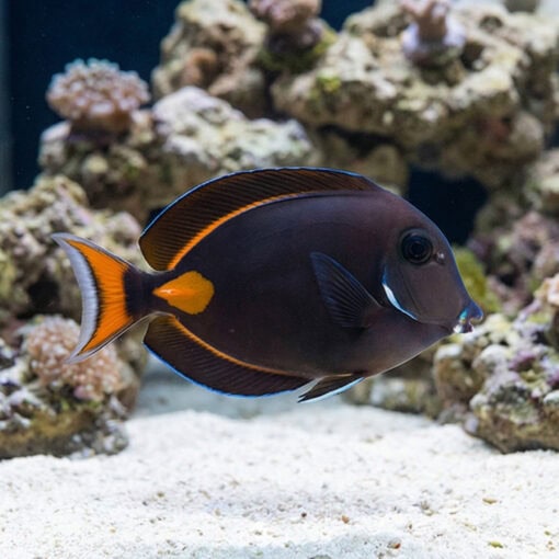 Achilles Tang - Image 5