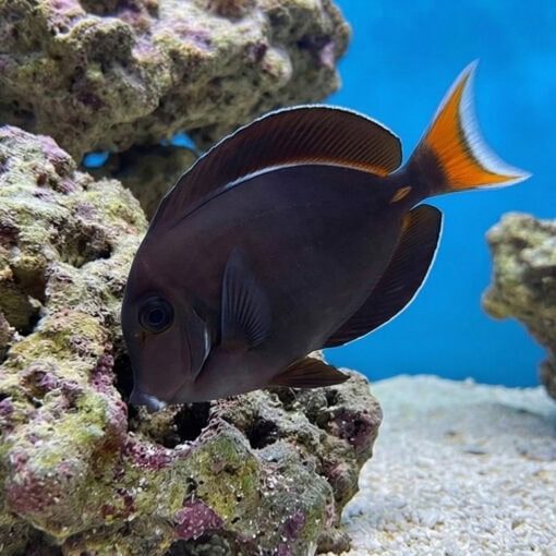 Achilles Tang - Image 3