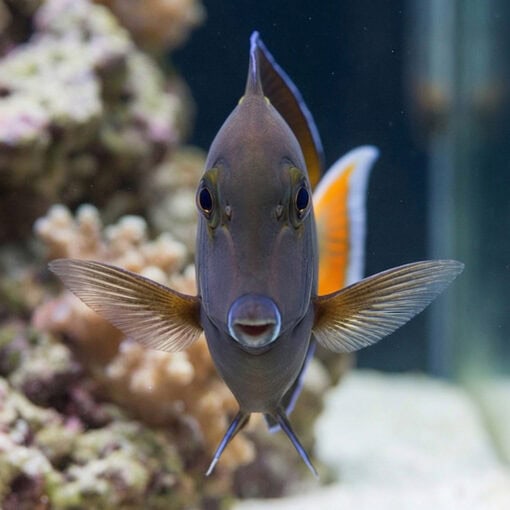 Hybrid Achilles X White Cheek Tang - Image 2
