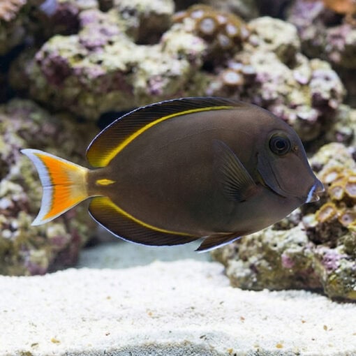 Hybrid Achilles X White Cheek Tang - Image 3