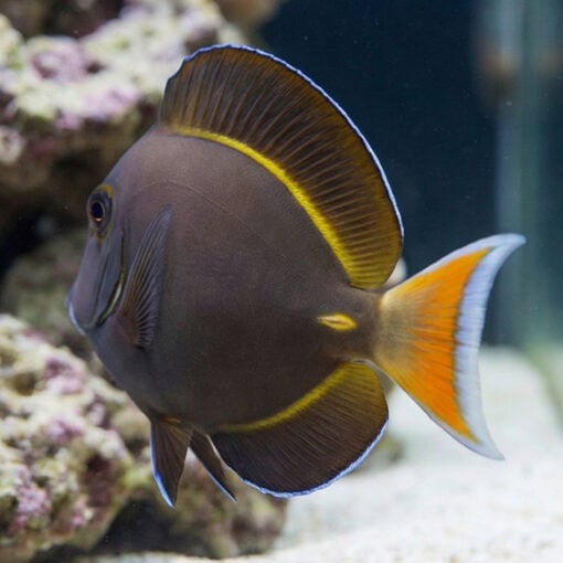 Hybrid Achilles X White Cheek Tang - Image 4