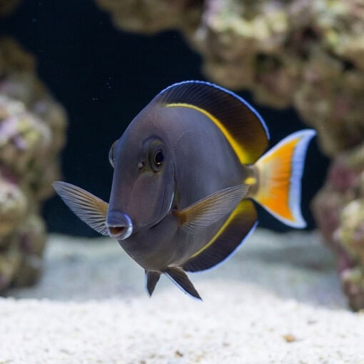 Hybrid Achilles X White Cheek Tang - Image 5