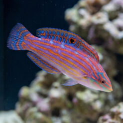 Adorned Wrasse
