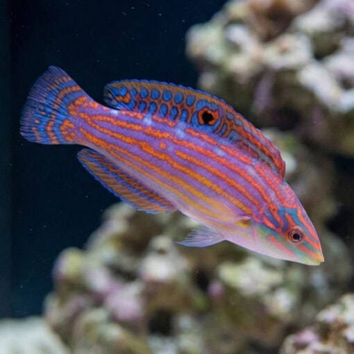 Adorned Wrasse