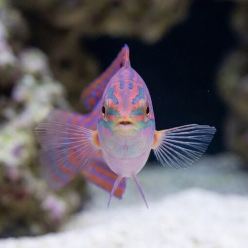 Adorned Wrasse - Image 2