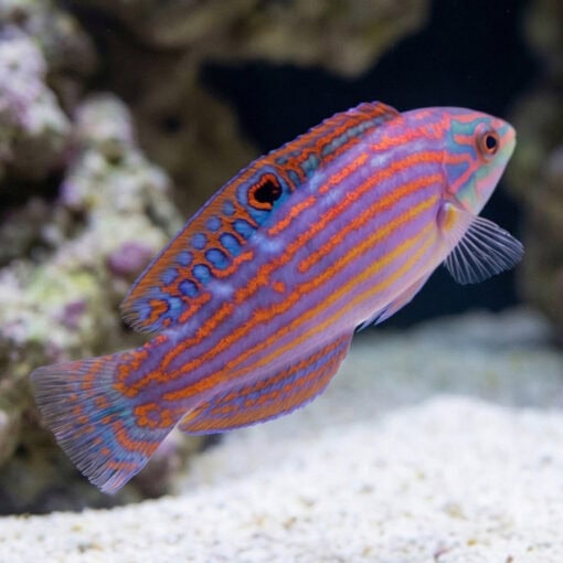 Adorned Wrasse - Image 3