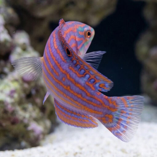 Adorned Wrasse - Image 4