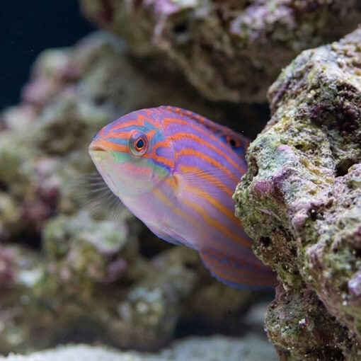Adorned Wrasse - Image 5